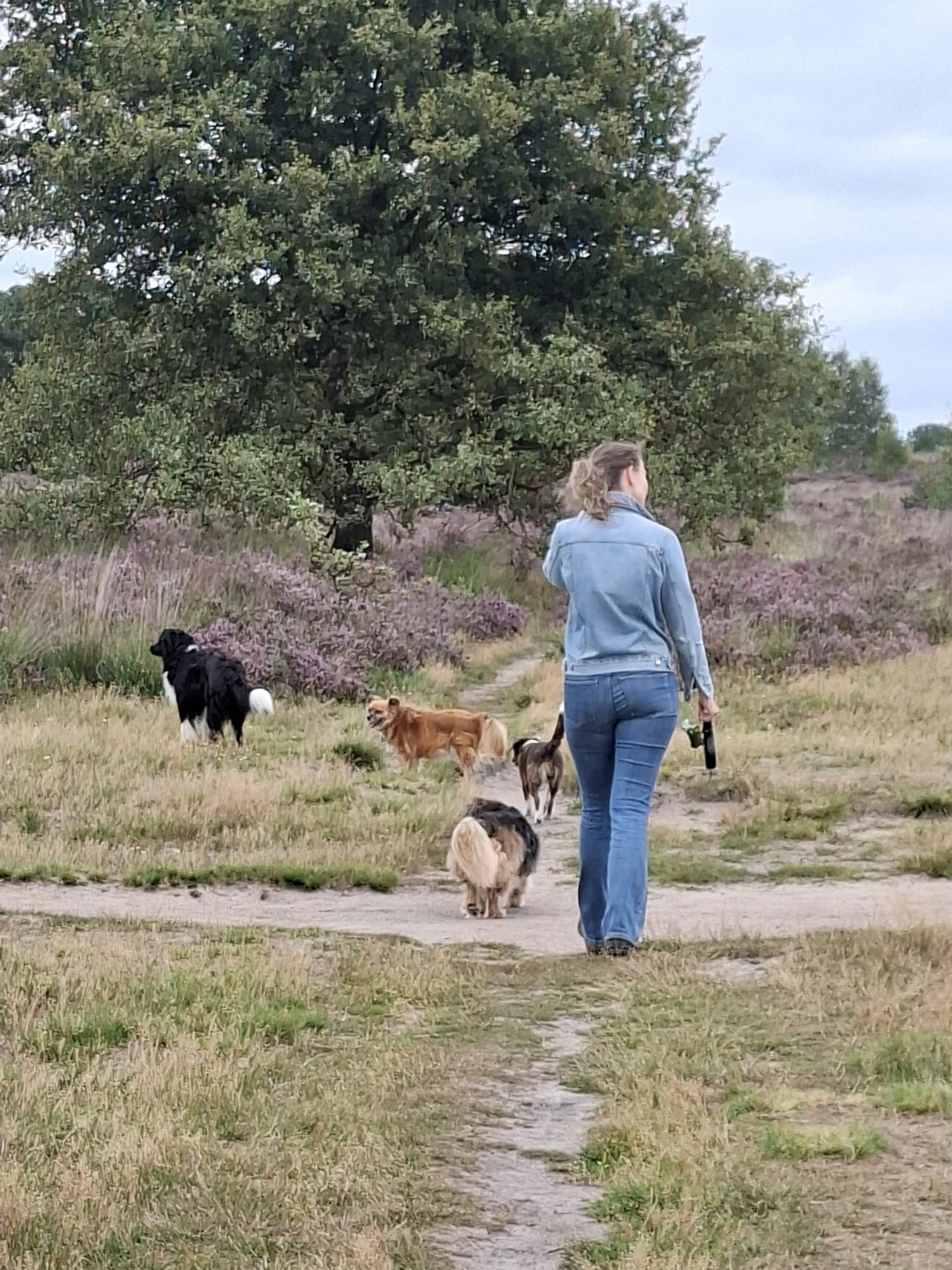 Wandeling met meerdere honden in de natuur